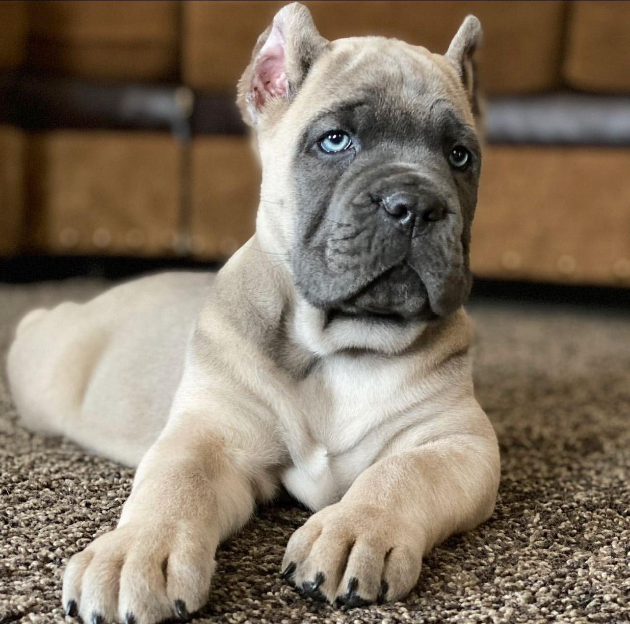 Juno Juno