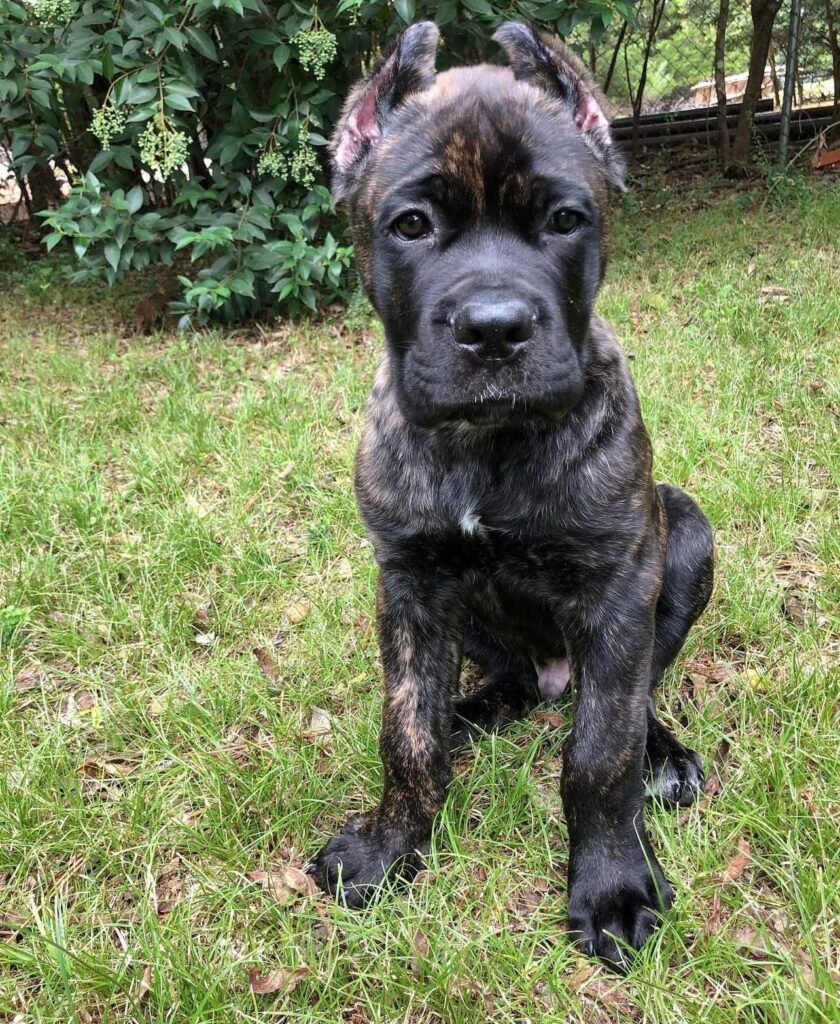 Onyx